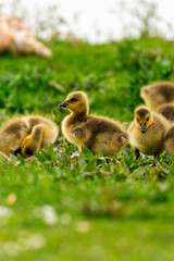 Portrait of little yellow goslings (baby goose) swimming, walking, sitting, and eating on the green grass and flowers by the water