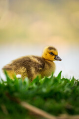 Portrait of little yellow goslings (baby goose) swimming, walking, sitting, and eating on the green grass and flowers by the water