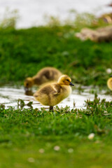 Portrait of little yellow goslings (baby goose) swimming, walking, sitting, and eating on the green grass and flowers by the water