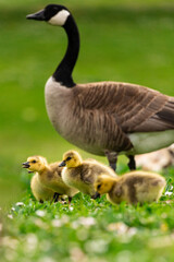 Portrait of little yellow goslings (baby goose) swimming, walking, sitting, and eating on the green grass and flowers by the water
