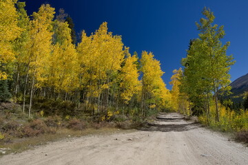 road through aspens