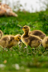 Portrait of little yellow goslings (baby goose) swimming, walking, sitting, and eating on the green grass and flowers by the water