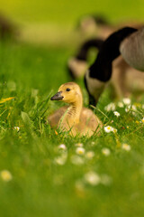 Portrait of little yellow goslings (baby goose) swimming, walking, sitting, and eating on the green grass and flowers by the water