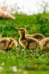 Obraz premium Portrait of little yellow goslings (baby goose) swimming, walking, sitting, and eating on the green grass and flowers by the water