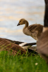 Portrait of little yellow goslings (baby goose) swimming, walking, sitting, and eating on the green grass and flowers by the water
