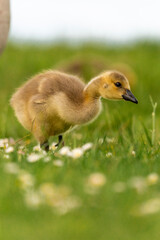 Portrait of little yellow goslings (baby goose) swimming, walking, sitting, and eating on the green grass and flowers by the water
