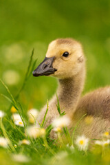 Portrait of little yellow goslings (baby goose) swimming, walking, sitting, and eating on the green grass and flowers by the water