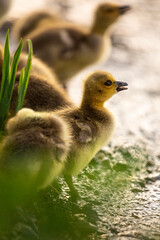 Portrait of little yellow goslings (baby goose) swimming, walking, sitting, and eating on the green grass and flowers by the water