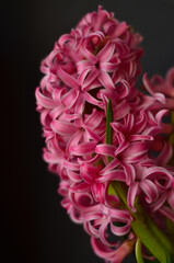 Blooming pink hyacinth on a black concrete background.