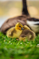 Portrait of little yellow goslings (baby goose) swimming, walking, sitting, and eating on the green grass and flowers by the water