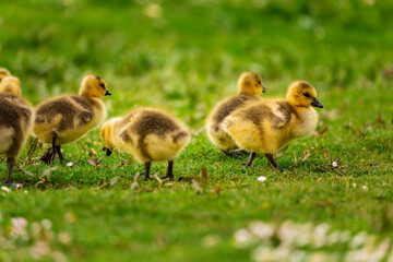 Portrait of little yellow goslings (baby goose) swimming, walking, sitting, and eating on the green grass and flowers by the water