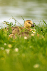 Portrait of little yellow goslings (baby goose) swimming, walking, sitting, and eating on the green grass and flowers by the water