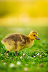 Portrait of little yellow goslings (baby goose) swimming, walking, sitting, and eating on the green grass and flowers by the water