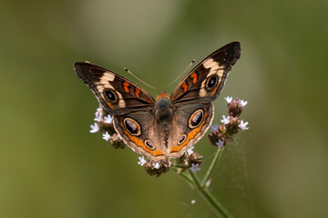 butterfly on a flower