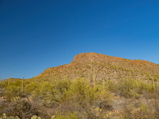 Sunny view of the Saguaro National Park