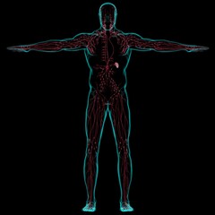 Human Lymph Nodes Anatomy For Medical Concept 3D Rendering