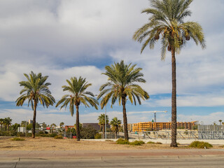 Obraz na płótnie Canvas Palm tree, cityscape, construction site in the downtown