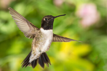 Black-Chinned Hummingbird Searching for Nectar in the Green Garden