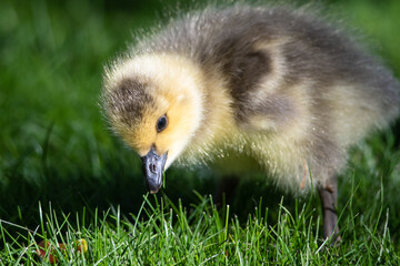 Newborn Gosling Learning to Search for Food