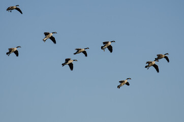 Flock of Canada Geese Flying in a Blue Sky