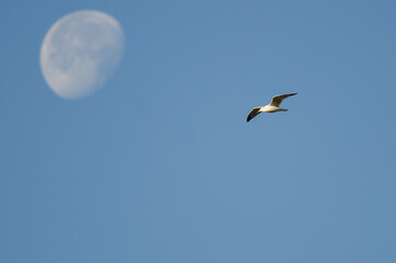 Ring-Billed Gull Flying Past the Moon in a Blue Sky