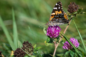 Painted Lady Butterfly Sipping Nectar from the Accommodating Flower