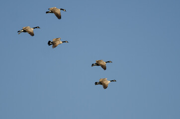 Flock of Canada Geese Flying in a Blue Sky