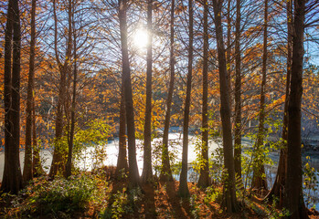 Bald cypress trees, Taxodium Distichum, in swamp in the American South at sunset.