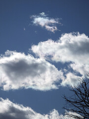 冬の青空　雲と木　よく晴れた日