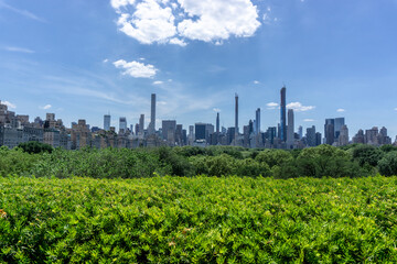 Fototapeta na wymiar Manhattan over little forest