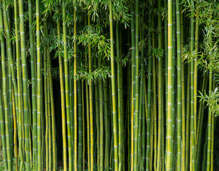 Simple bamboo background,