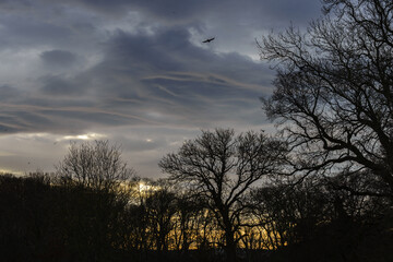 Fototapeta premium A dramatic stormy sky with clouds at sunset and a forest in Ireland