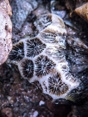 Marine Material