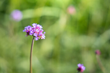 The background image of the colorful flowers