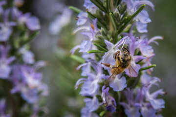 Bee on Rosemary