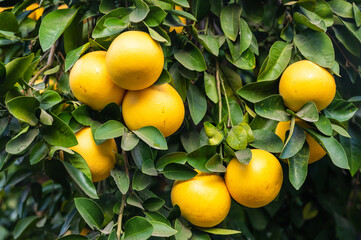 grapefruits on tree