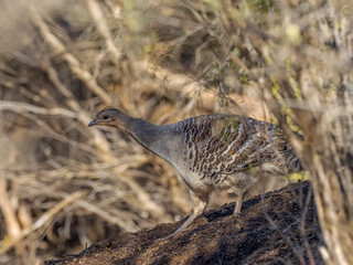 A stocky ground-dwelling Australian bird about the size of a domestic chicken known as the Malleefowl (Leipoa ocellata).