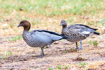 Male and female Maned Ducks (Chenonetta jubata); common Australian wild birds that also known as the Australian Wood Duck or Maned Goose.