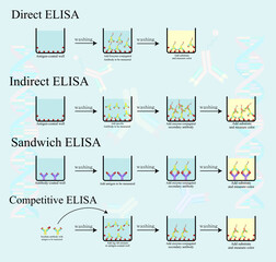 4 Type of ELISA infographic concept show protocol testing in laboratory. Direct, Indirect, Sandwich and Competitive ELISA.