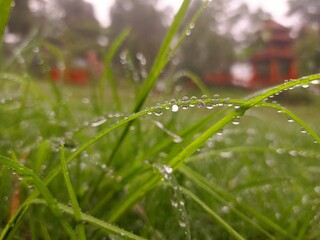 Fototapeta na wymiar dew drops in the morning
