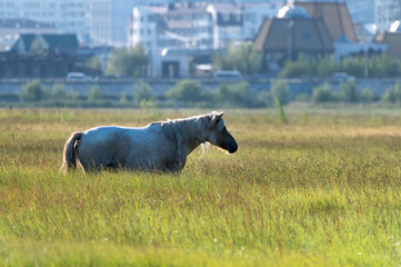 Yakut horse grazing on a green meadow against the background of the city - 404190314