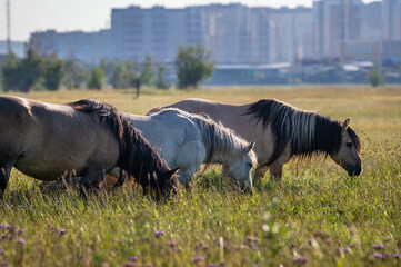 Yakut horses grazing on a green meadow against the background of the city - 404190320