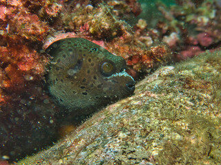 Blackspotted puffer baby
