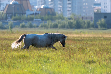 Yakut horse grazing on a green meadow against the background of the city - 404190324