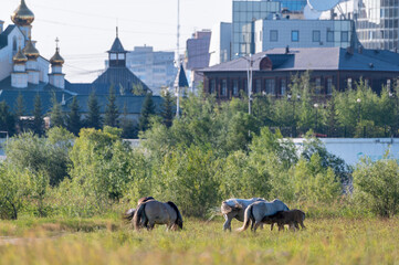 Yakut horses grazing on a green meadow against the background of the city - 404190328