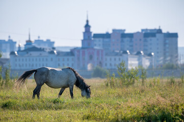Yakut horse grazing on a green meadow against the background of the city - 404190335