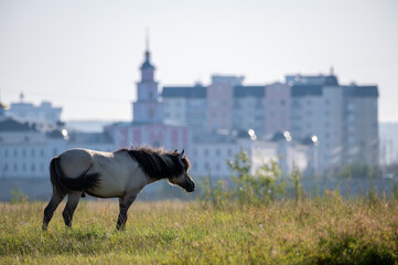 Yakut horse grazing on a green meadow against the background of the city - 404190337