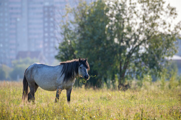 Yakut horse grazing on a green meadow against the background of the city - 404190342