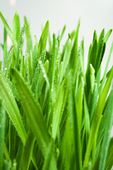 Fototapeta na wymiar Background of dew drops on bright green grass