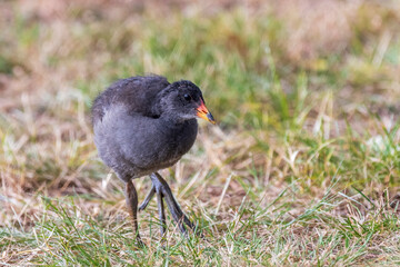 A juvenile Dusky Moorhen (Gallinula tenebrosa) stepping through grass.